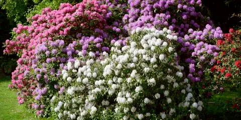 Titelbild für Rhododendronpark Westerstede - Christi Himmelfahrt